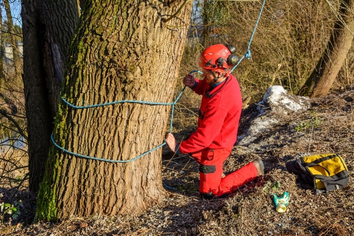 Baumpflege in Vorarlberg