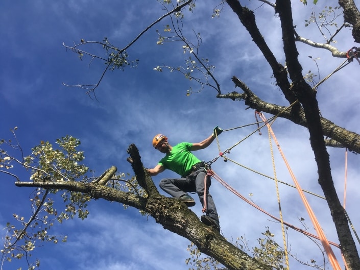 Baumpflege in Vorarlberg